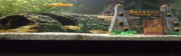Live Bearers fish for sale: Mixed endler guppys/ mixed variable platy  - Advert 3