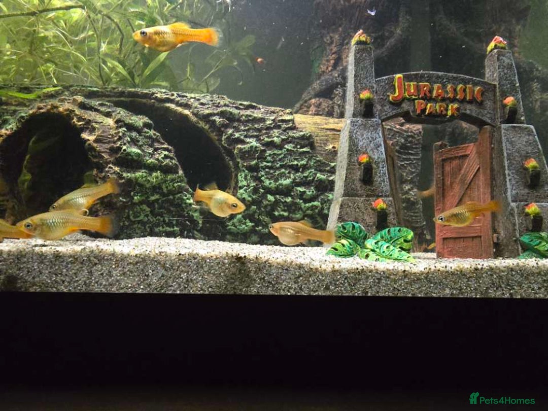 Live Bearers fish for sale: Mixed endler guppys/ mixed variable platy  - Advert 3
