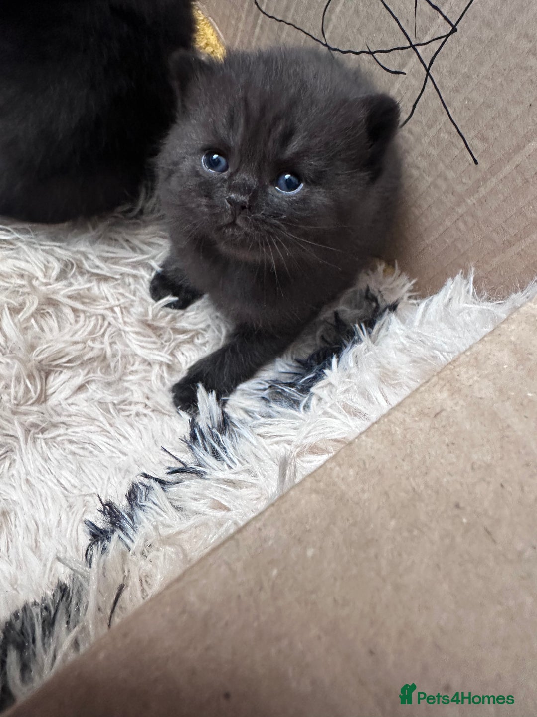 British Shorthair cats for sale: British shorthair babies - Advert 4