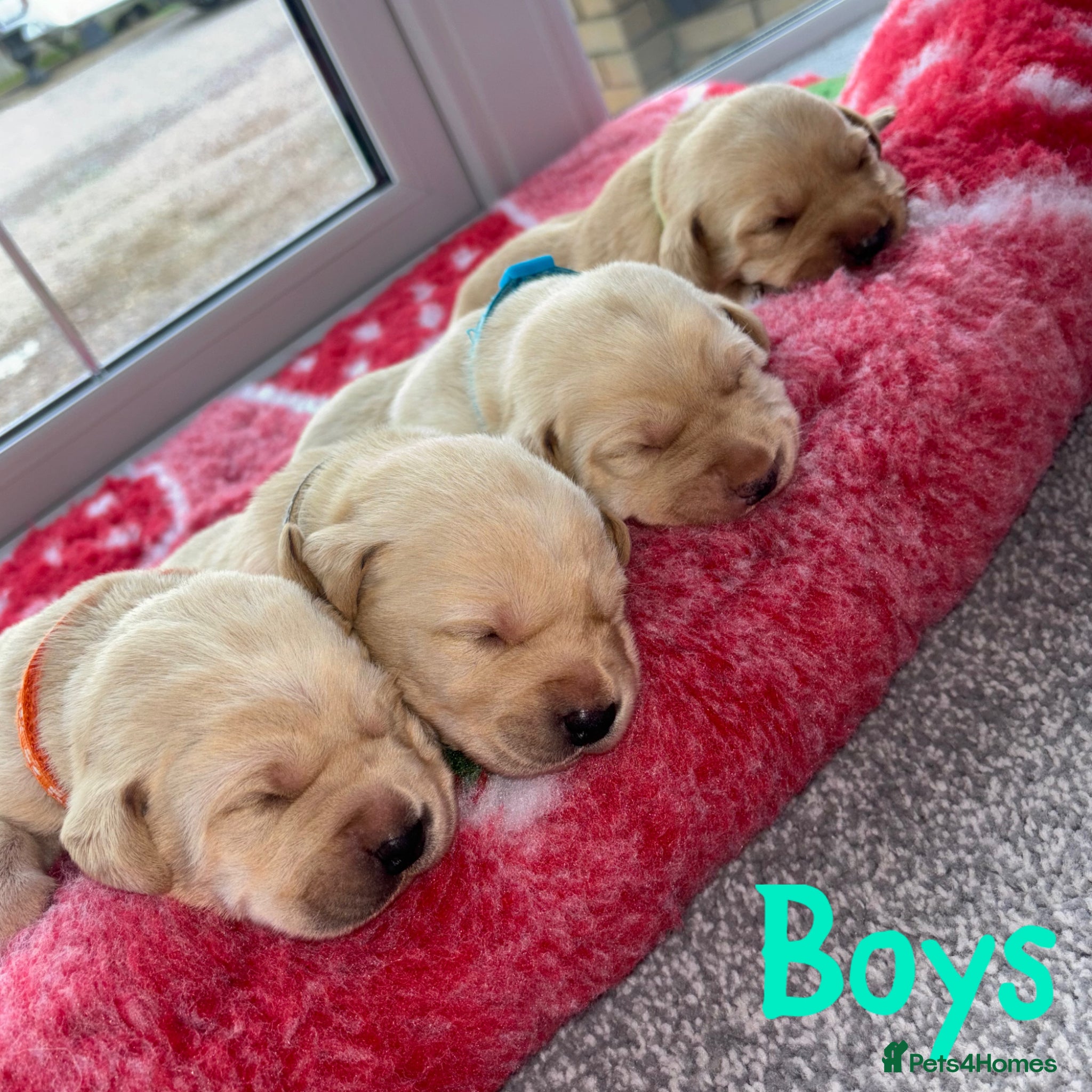 Labrador Retriever dogs for sale: Golden&Cream Kc registered Labrador Retrievers  - Advert 4