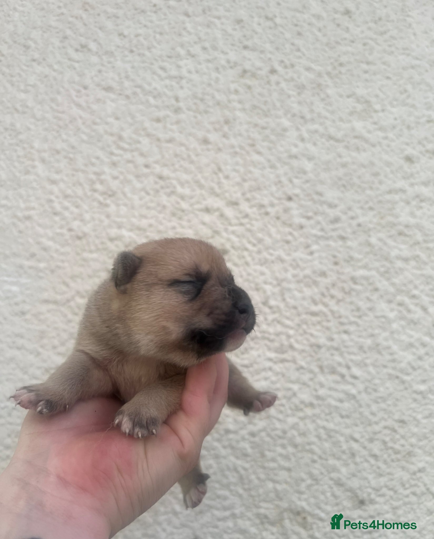 Mixed Breed dogs for sale: 7 beautiful Malkita x puppies with unique colours  - Advert 14