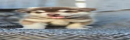 Alaskan Malamute dogs for sale: 1 Remaining Beautiful Alaskan Malamute Puppy - Advert 23