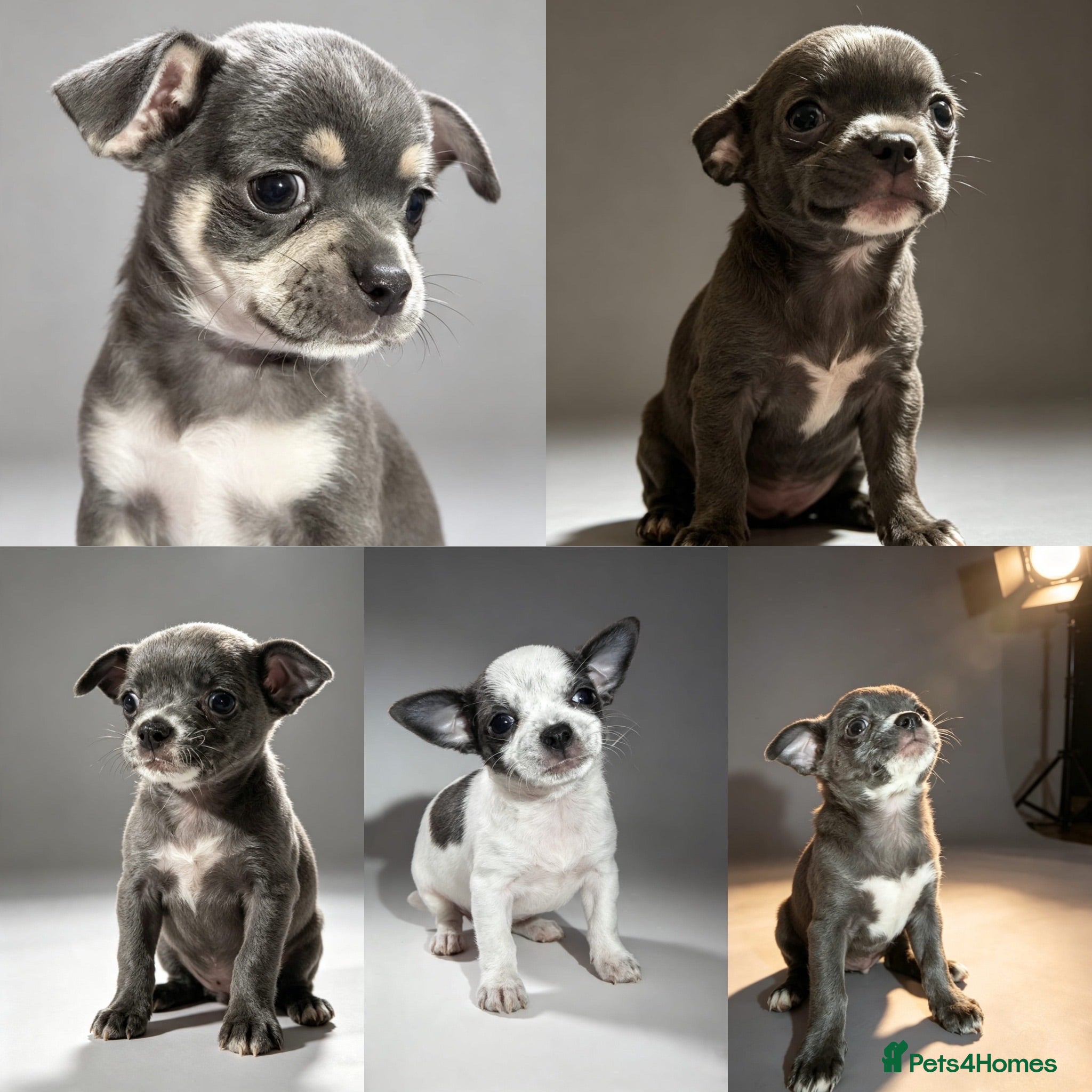 Chihuahua dogs Chihuahua puppies  - Advert 1