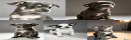 Chihuahua dogs for sale: Chihuahua puppies  - Advert 1