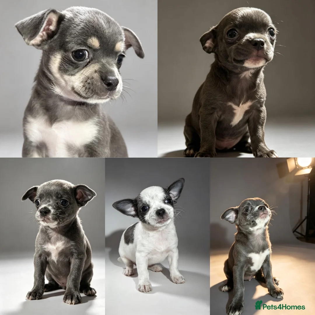 Chihuahua dogs for sale: Chihuahua puppies  - Advert 1