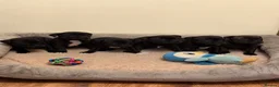Staffordshire Bull Terrier dogs for sale: Chunky KC Registered Staffordshire Puppies - Advert 3