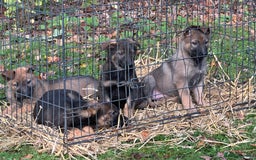 Belgian Shepherd Dog dogs for sale: Belgian Malinois Pups - Image 4
