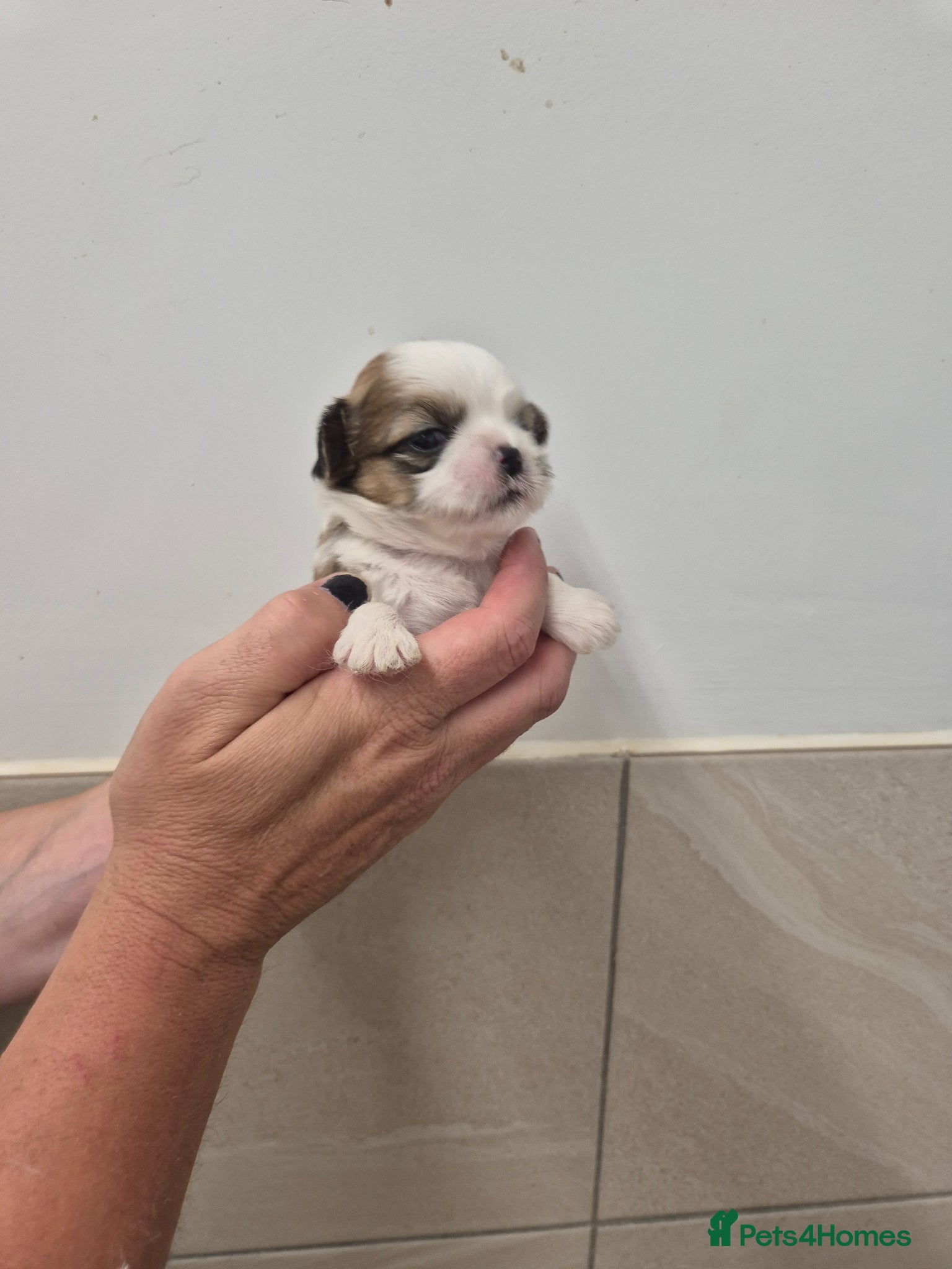 Shih Tzu dogs for sale: Shih Tzu Puppies - Advert 7