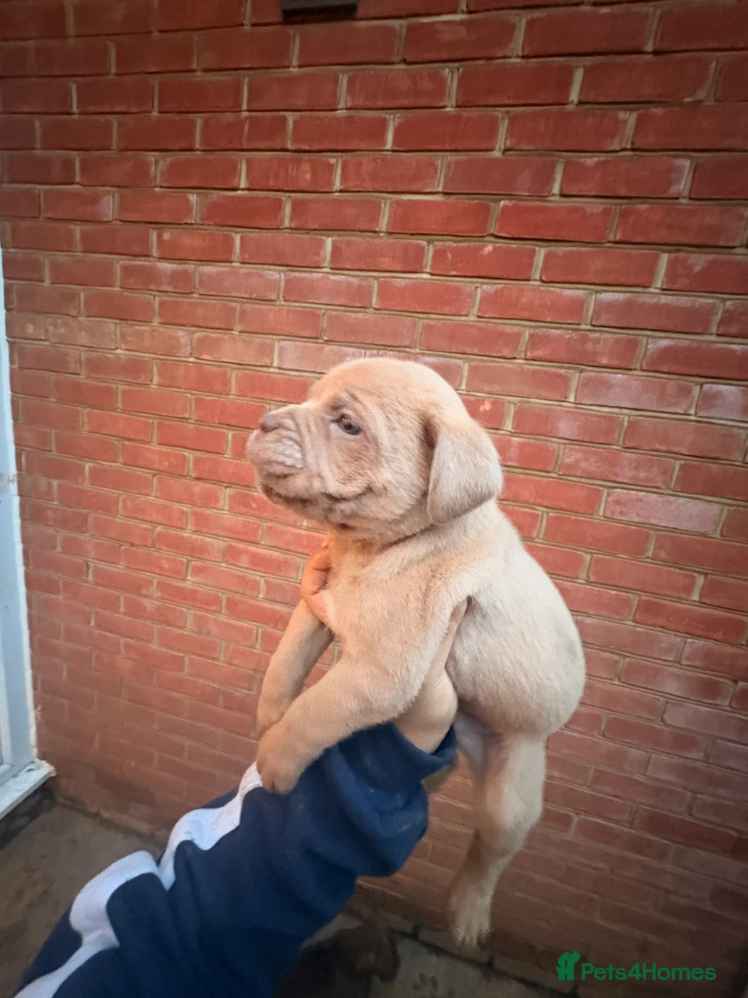 Mixed Breed dogs for sale: Puppies for Sale!! - Advert 7