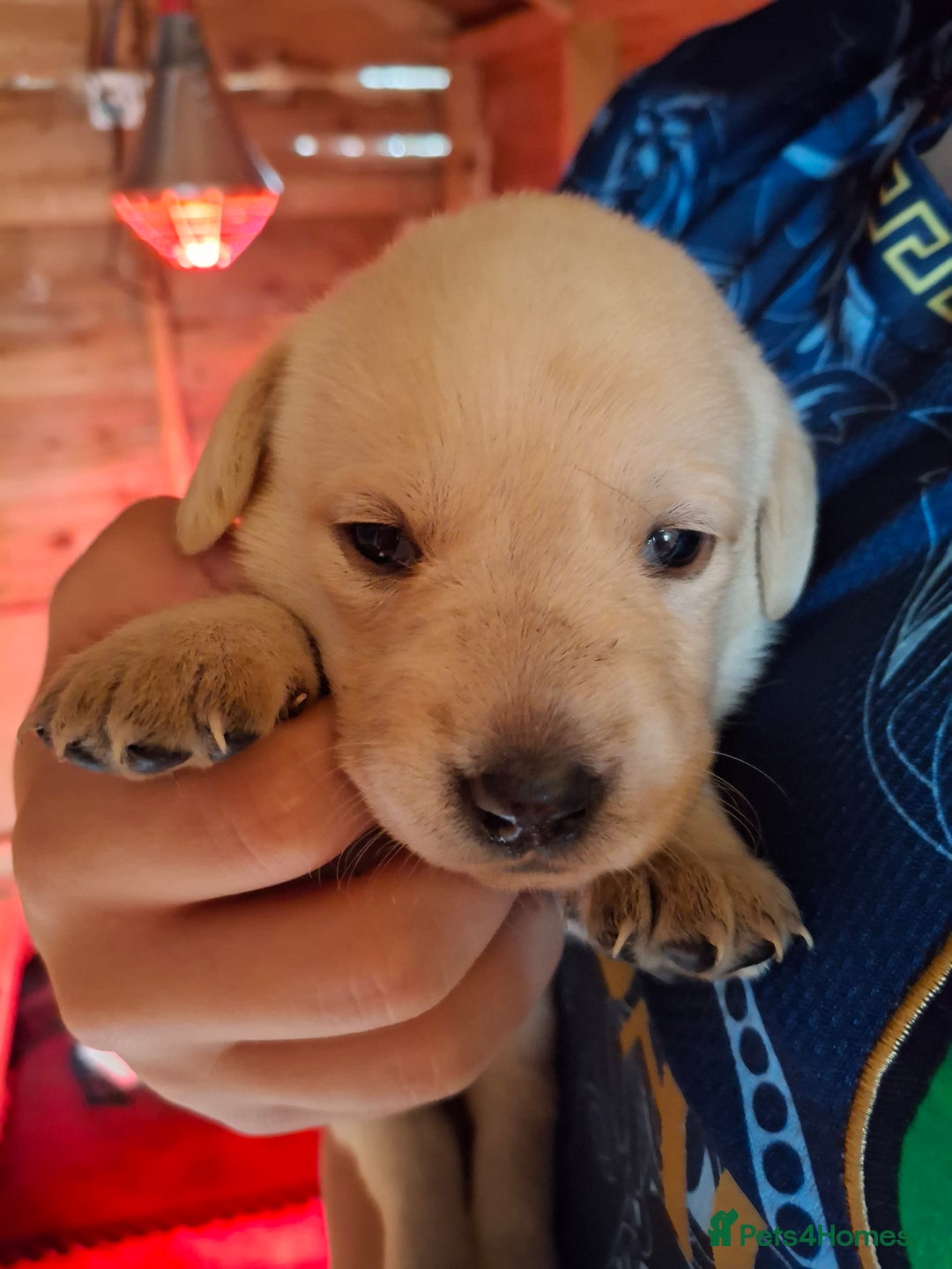 Labrador Retriever dogs for sale:  Labrador Pups (Health Tested) - Image 9