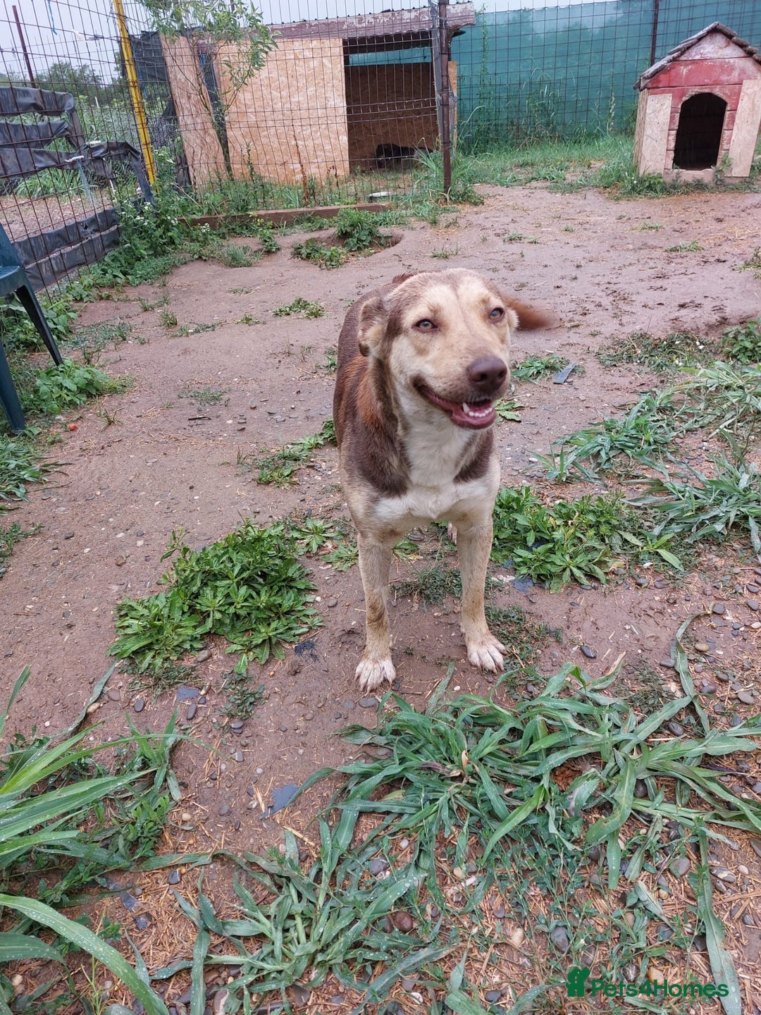 Mixed Breed dogs for adoption: Gorgeous Abi - Advert 2