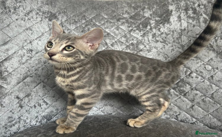 Bengal cats - Advert 3