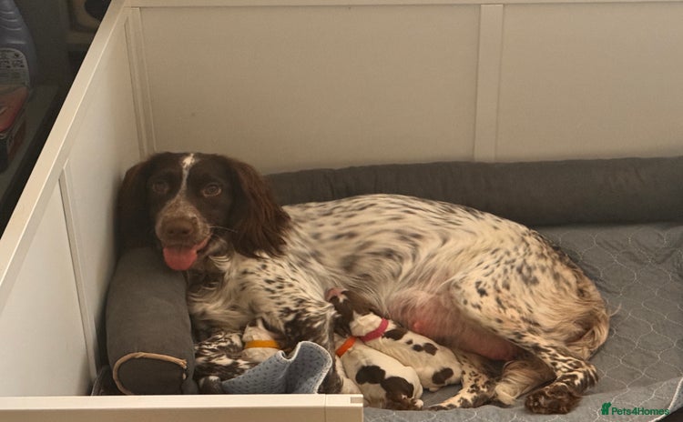English Springer Spaniel dogs - Advert 2