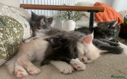 Maine Coon cats for sale: Stunning championship Maine coons for sale - Image 7