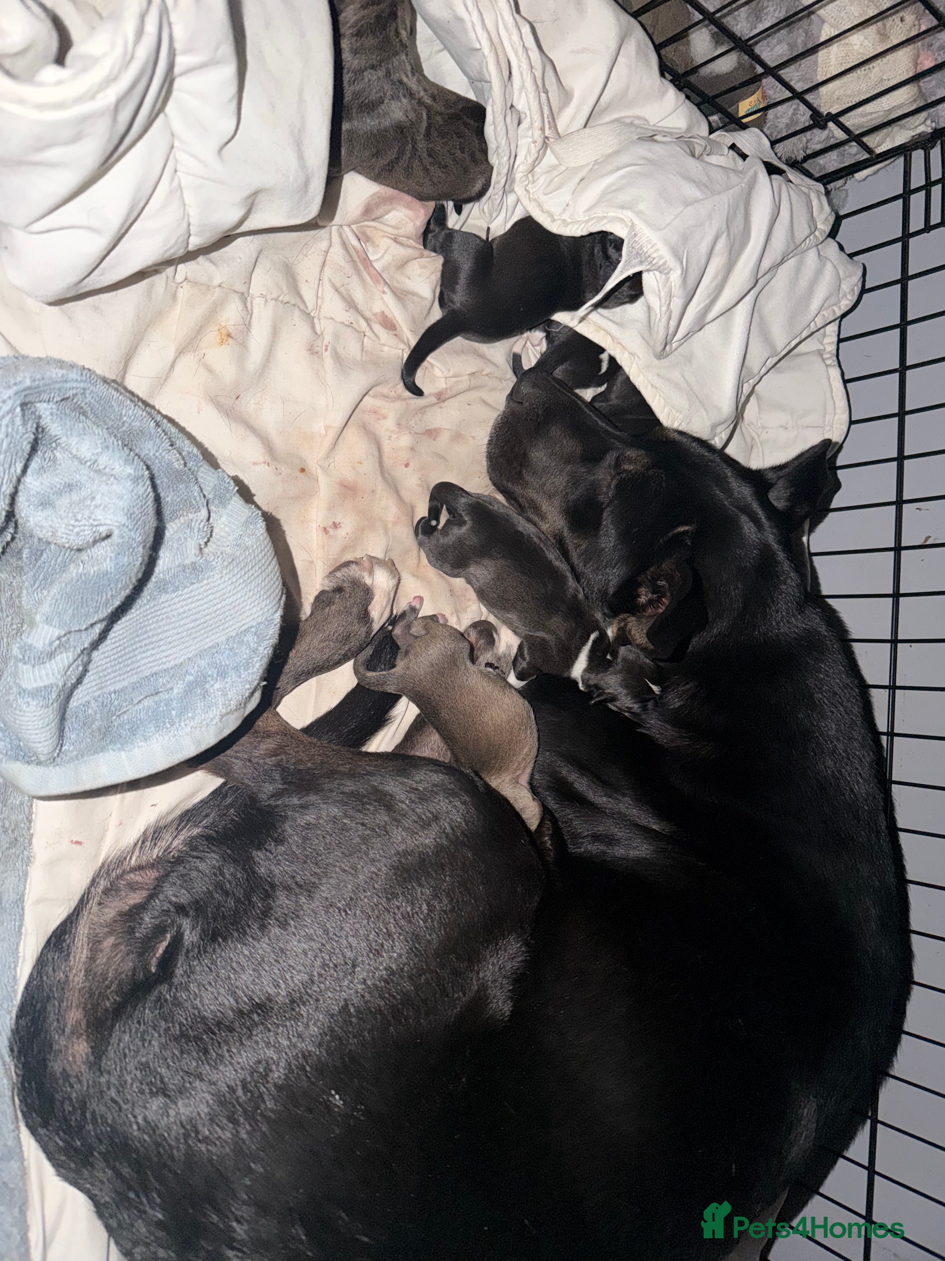 Mixed Breed dogs Puppies  - Advert 11