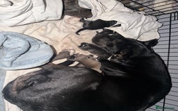 Mixed Breed dogs for sale: Mixed puppies  - Image 1