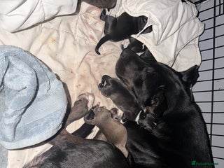 Mixed Breed dogs - Advert 1