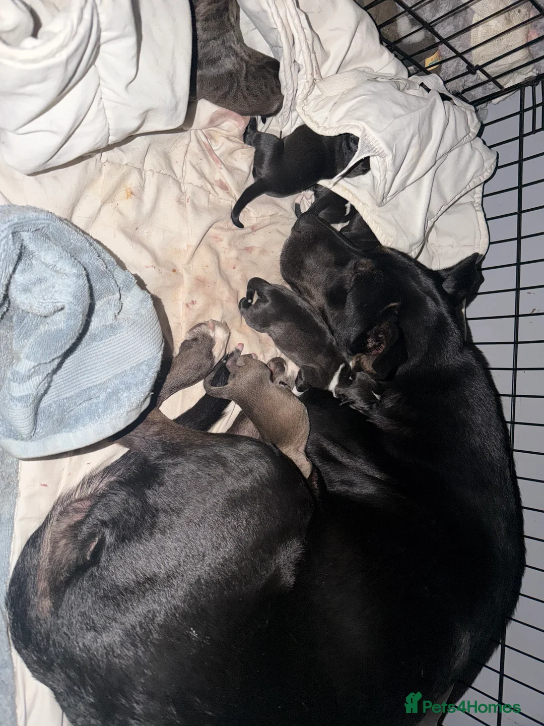 Mixed Breed dogs for sale: Puppies  - Advert 1