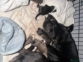 Mixed Breed dogs Puppies - Advert 16