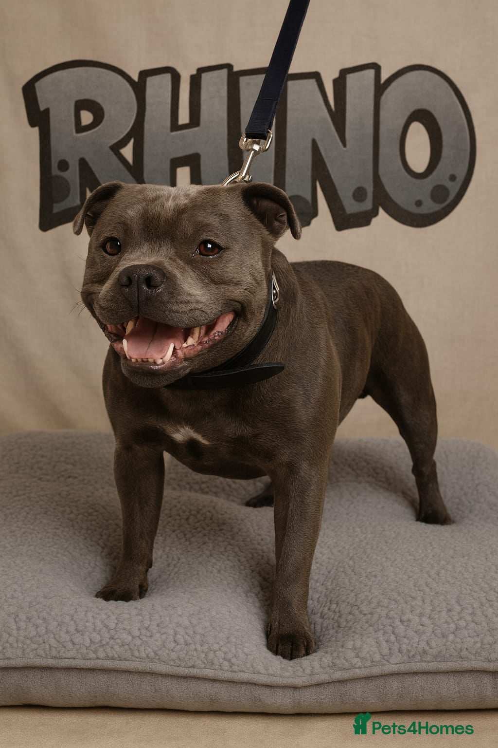 Staffordshire Bull Terrier dogs 2 SOLID BLUE MALES AVAILABLE FOR STUD  - Advert 11