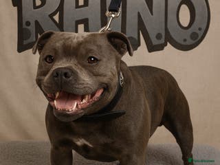 Staffordshire Bull Terrier dogs 2 SOLID BLUE MALES AVAILABLE FOR STUD - Advert 17