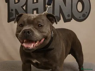 Staffordshire Bull Terrier dogs 2 SOLID BLUE MALES AVAILABLE FOR STUD - Advert 9