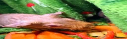 Guinea Pig rodents for sale: Skinny Pig Babies Boy & Girls - Advert 14