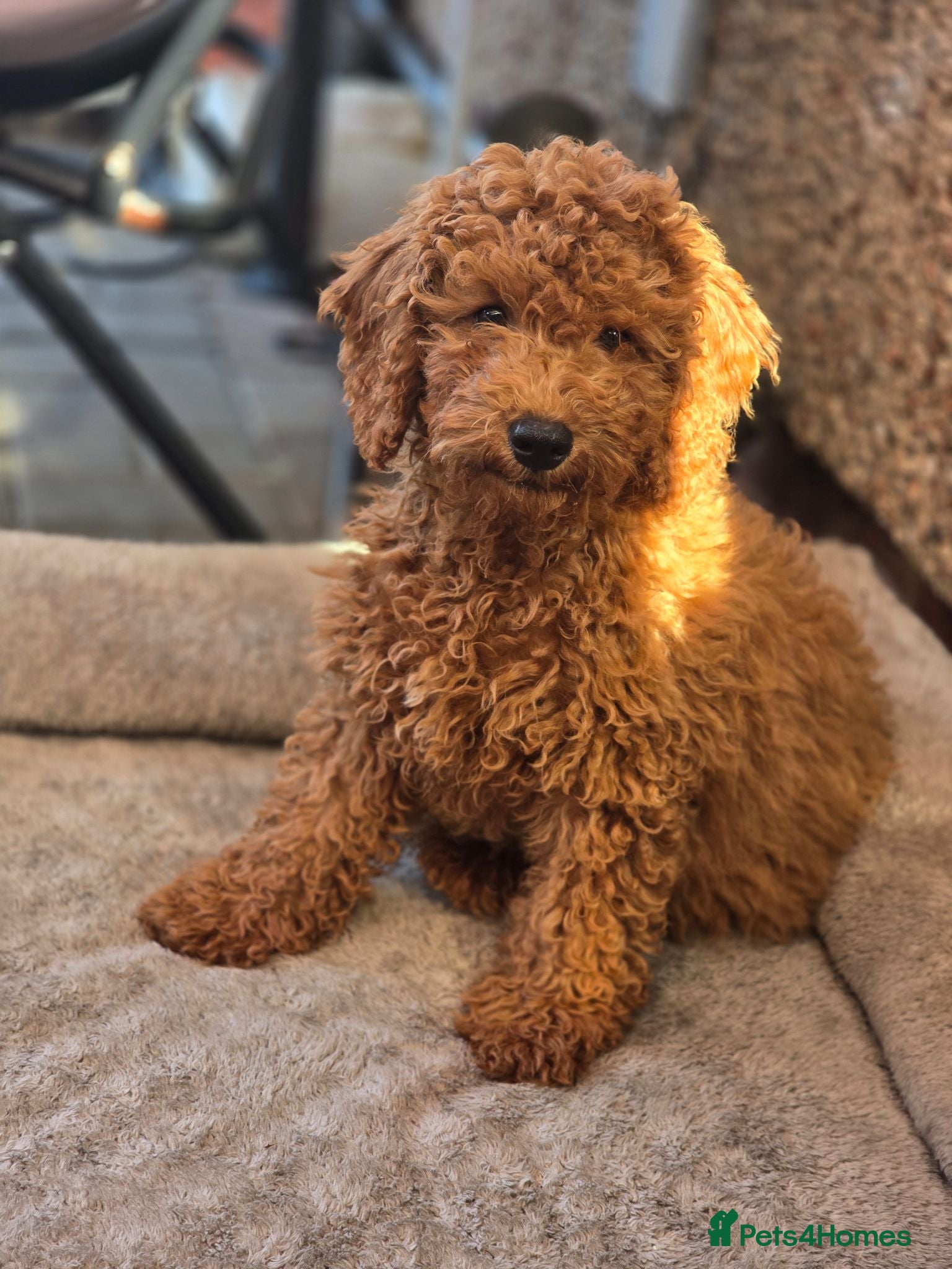Cavapoo dogs LAST BOY cavapoo pup ready to leave  - Advert 1