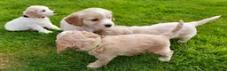 Cockapoo dogs for sale: 5 gorgeous F2 Cockapoo pups – to leave Wed 3 June in Ripon - Advert 10