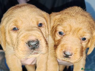 Labrador Retriever dogs LABRADOR PUPPIES GIRL AND BOY FOX RED 🐶🐕 - Advert 14