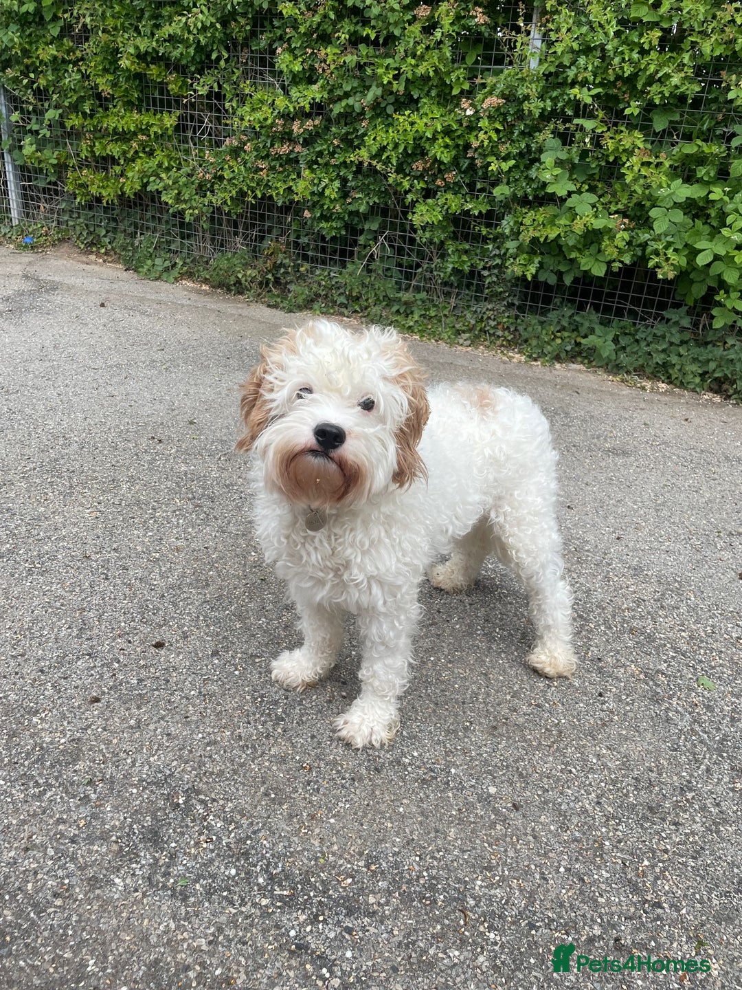 Cavapoo dogs for adoption: Mike  in Leicester - Image 7