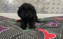 Cockapoo dogs for sale: F1 Cockapoo puppies for sale  - Image 30