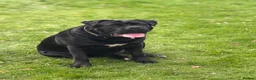 Cane Corso dogs for sale: Cane corso in Leicester - Advert 2