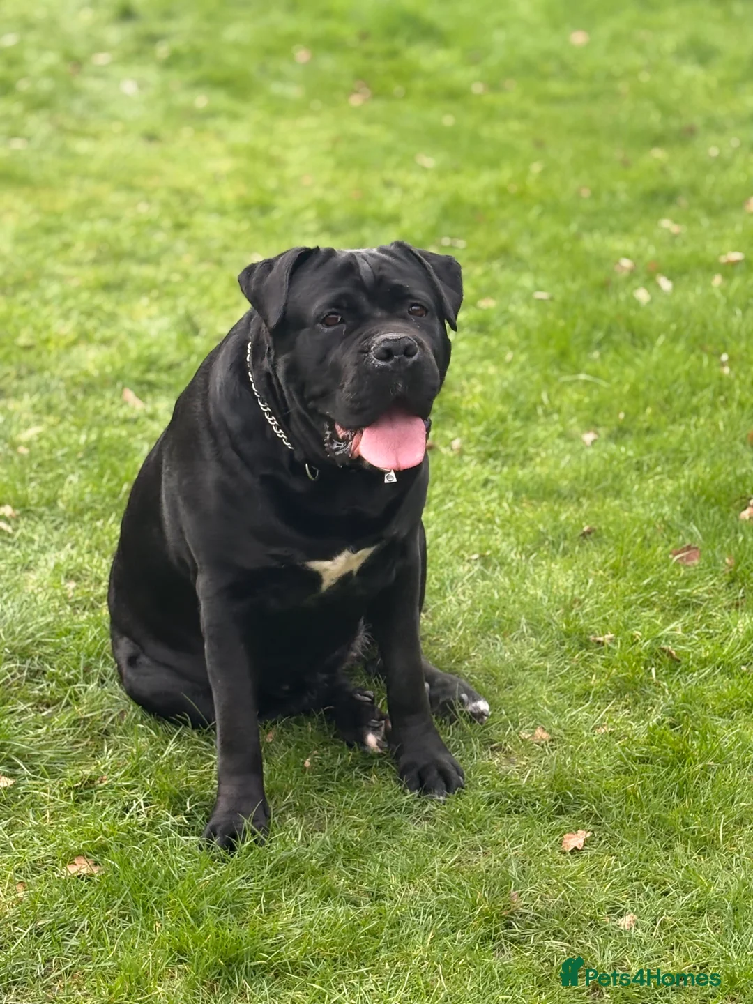 Cane Corso dogs for sale: Cane corso in Leicester - Advert 2
