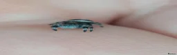 Spiders invertebrates for sale: P.regius Jumping spiders price includes P&P - Advert 7