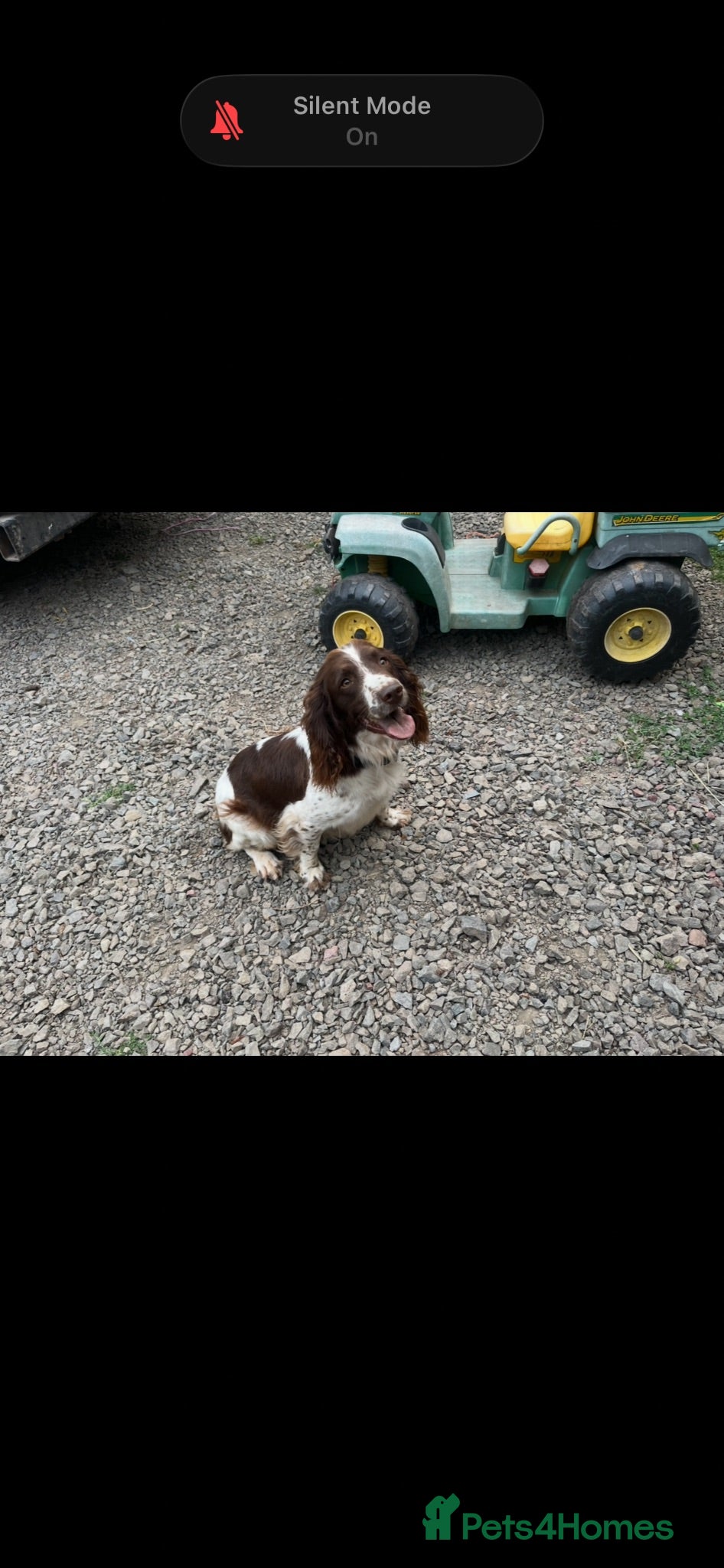 Sprocker dogs Sprocker spaniel pups  - Advert 4
