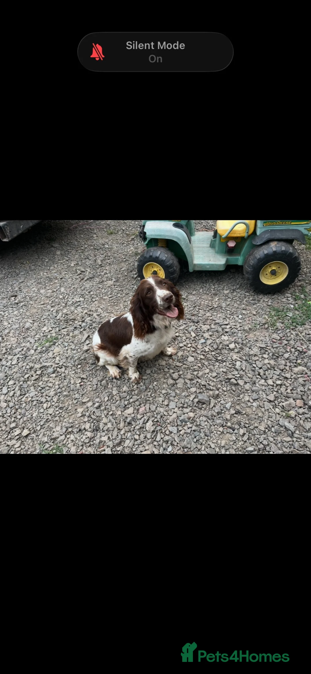 Sprocker dogs for sale: Sprocker spaniel pups  - Advert 1