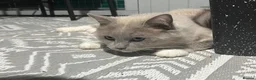 Ragdoll cats for sale: Beautiful mink ragdoll kittens  - Advert 5