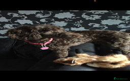 Labradoodle dogs for sale: 🐾Stunning Mini Labradoodle F1b Pups DNA Check🐾  - Image 30