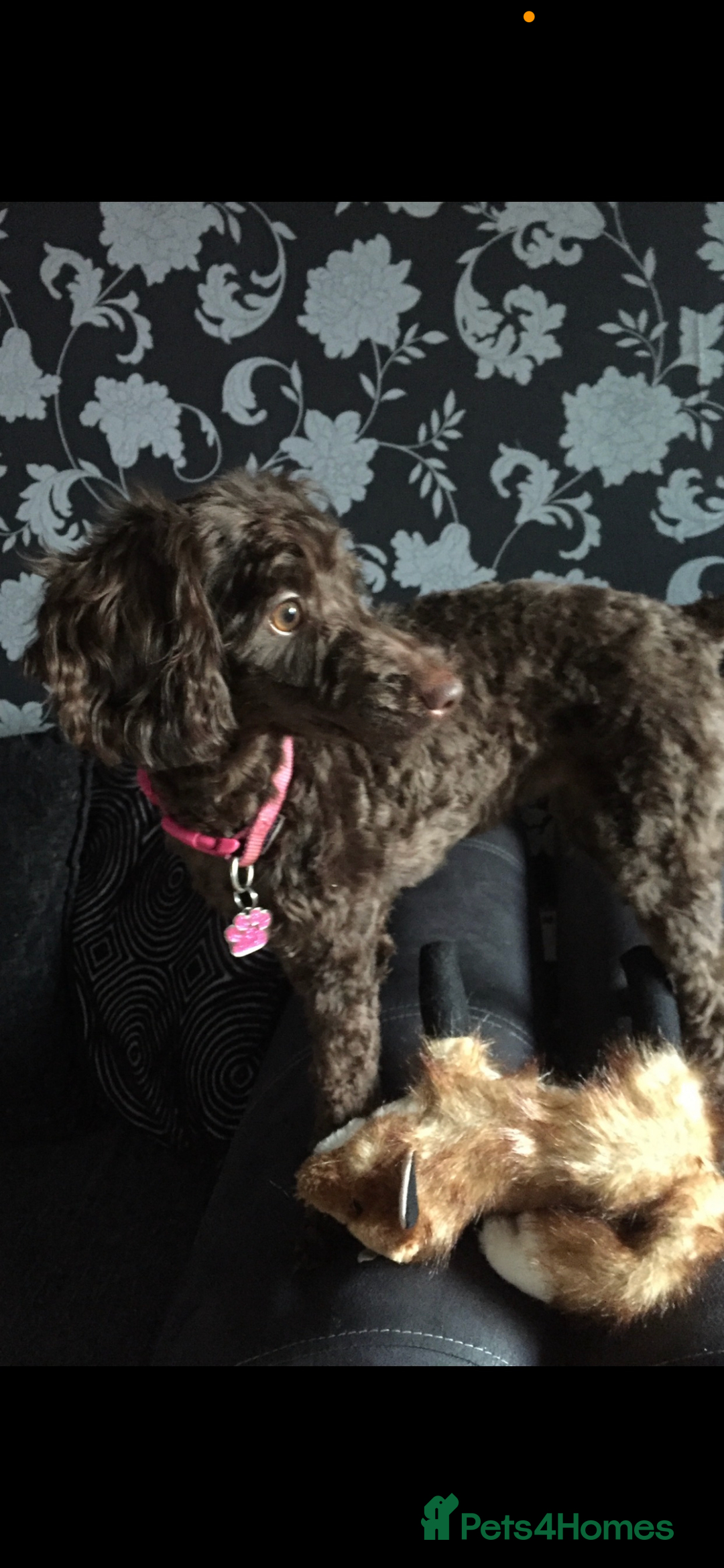 Labradoodle dogs for sale: 🐾Stunning Mini Labradoodle F1b Pups DNA Check🐾  - Image 30