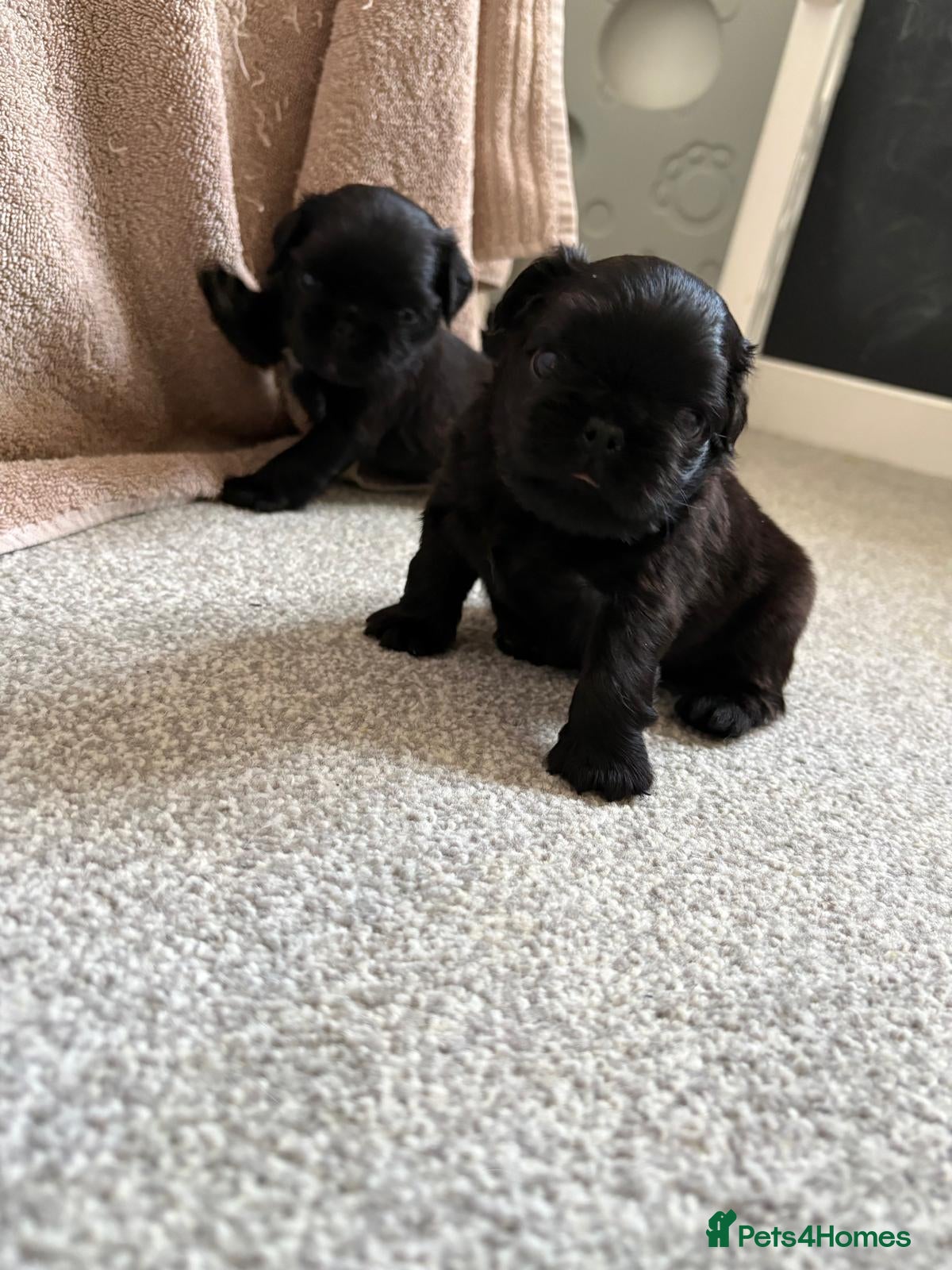 Pug dogs Long haired Pug puppies - Advert 10