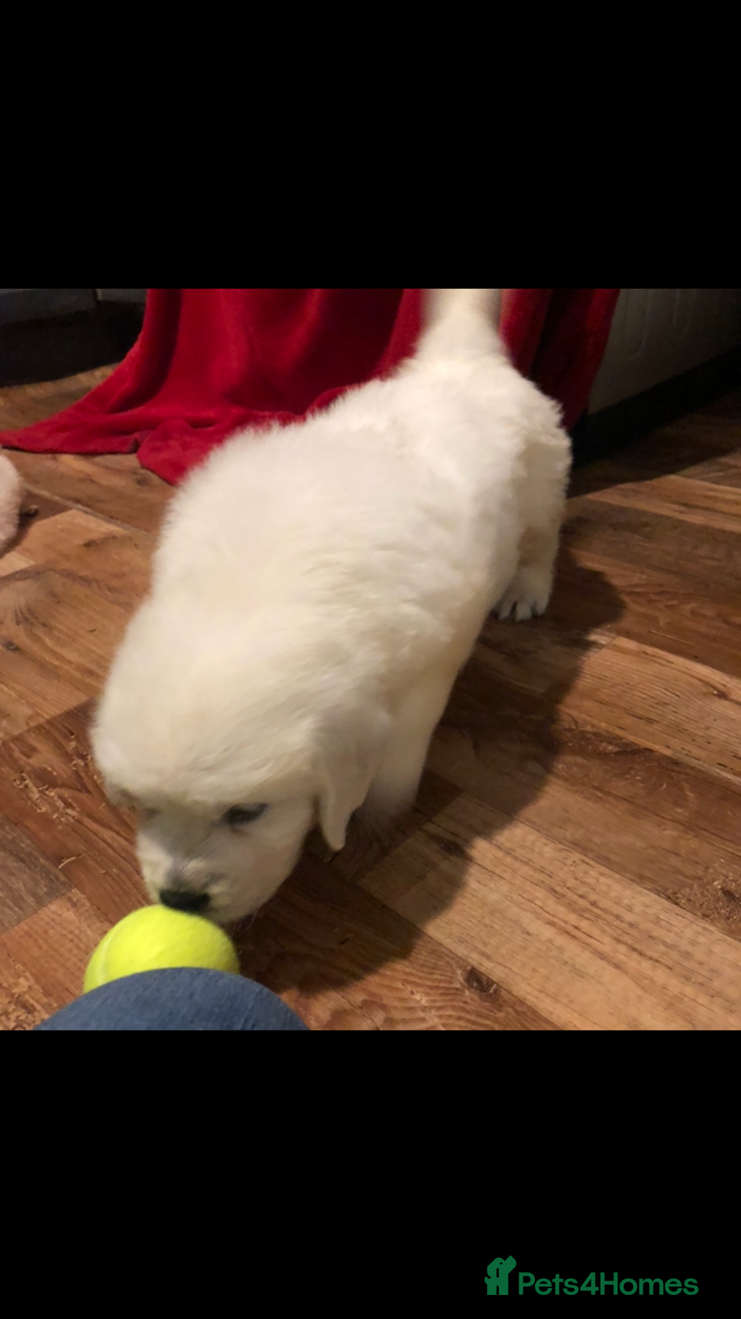Golden Retriever dogs for sale: Show quality golden retriever puppies  - Advert 5
