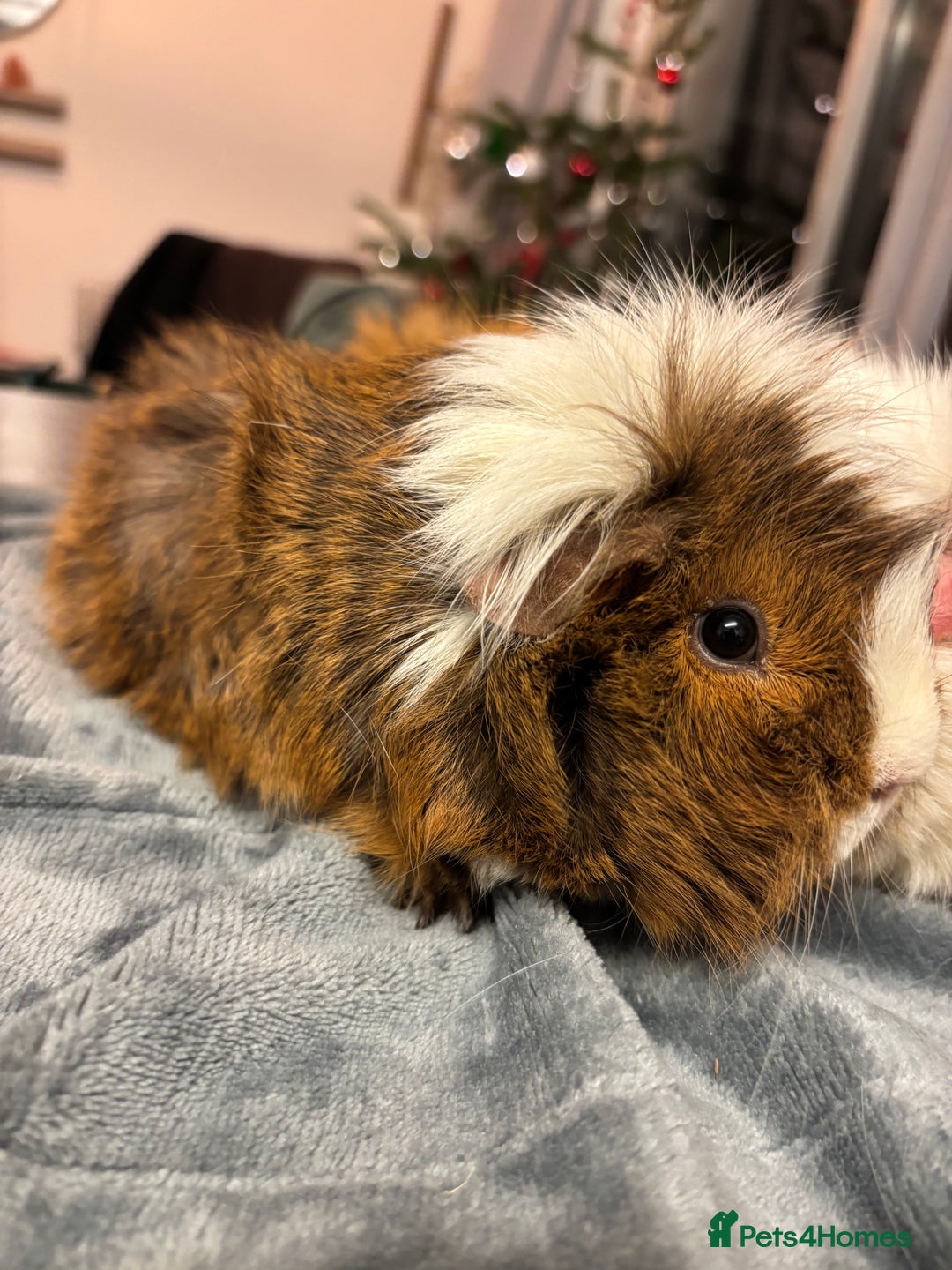 Guinea Pig rodents for sale: Two beautiful girls for sale  - Advert 5