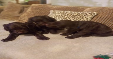 Sprocker dogs - Advert 14