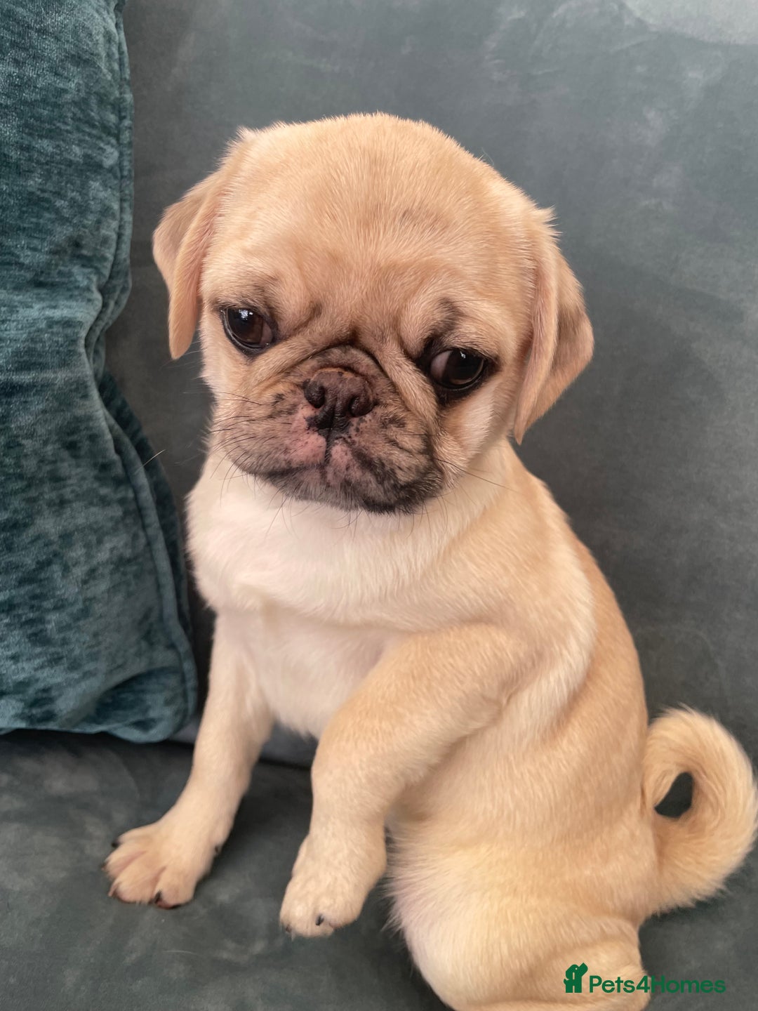 Pug dogs for sale: Pug Puppies  - Image 4