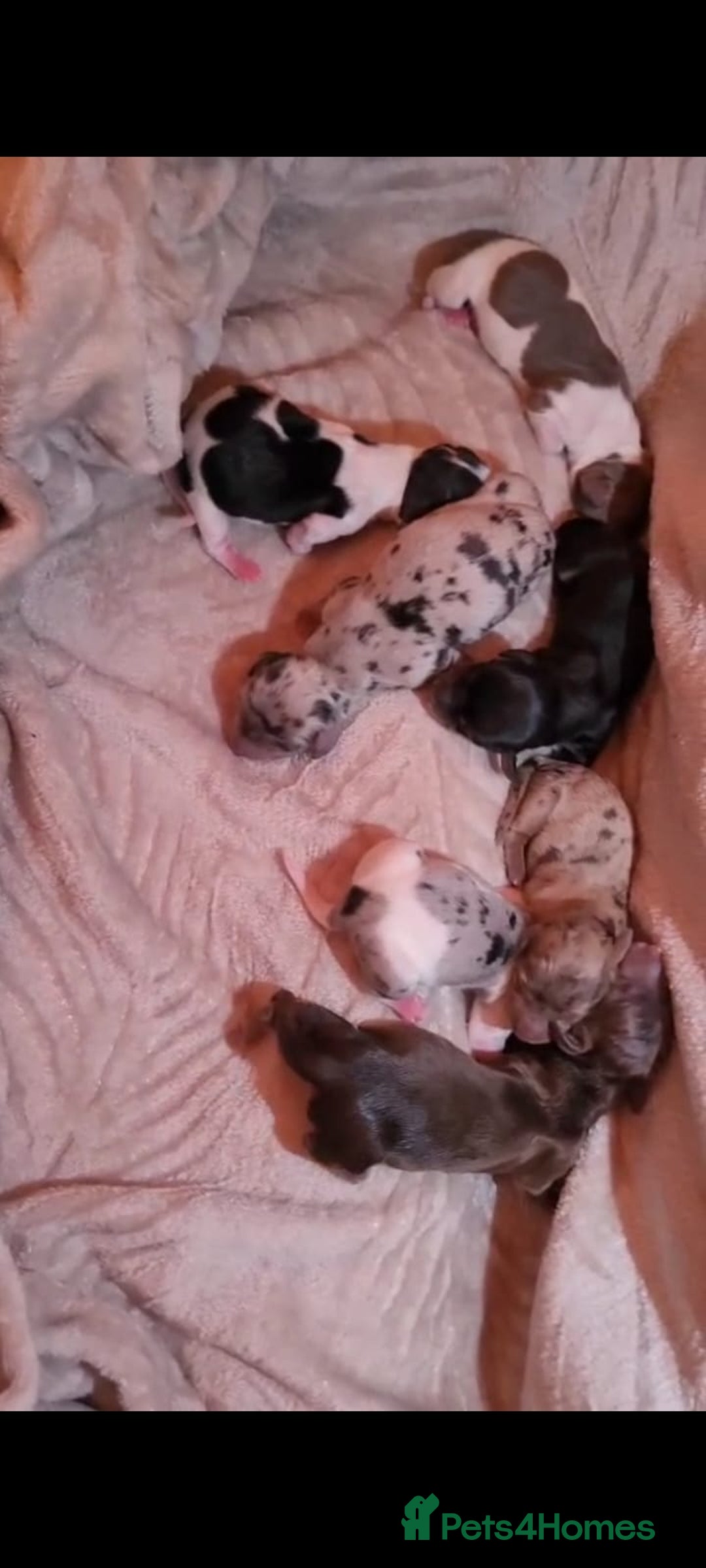 Miniature Dachshund dogs for sale: KC Reg Long-Haired Miniature Dachshund Puppies  - Advert 9