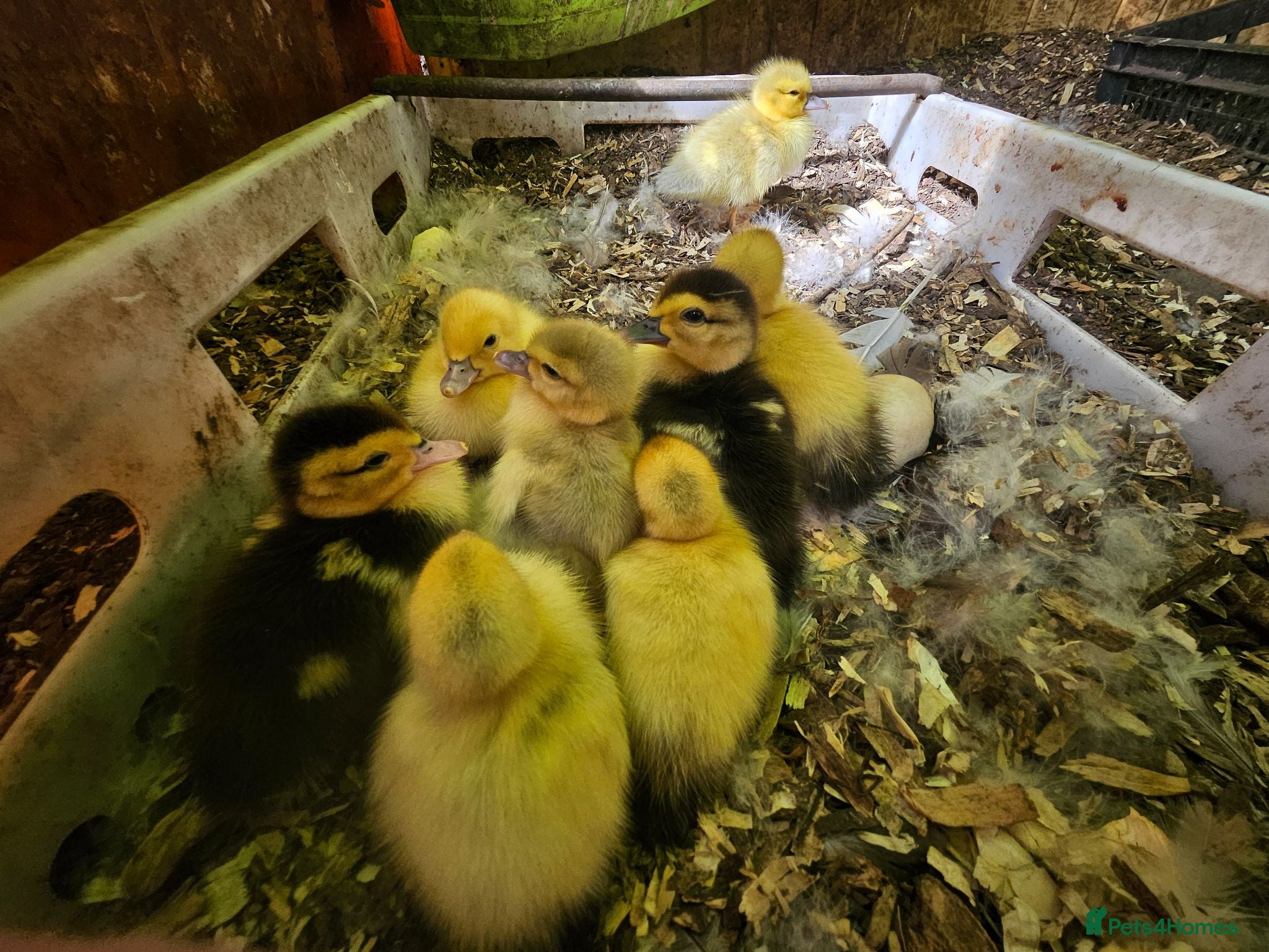 Mixed Breed poultry Mixed ducklings £7each - Advert 2