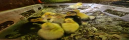 Mixed Breed poultry for sale: Mixed ducklings £7each - Advert 2
