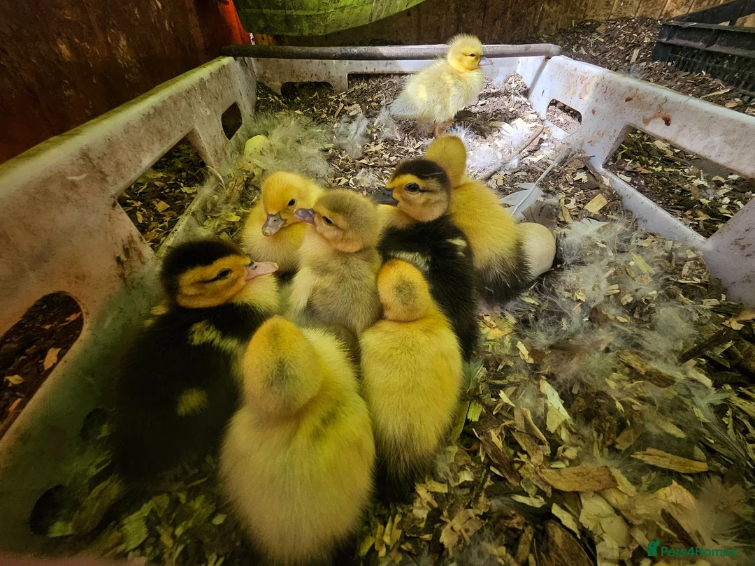 Mixed Breed poultry for sale: Mixed ducklings £7each - Advert 2