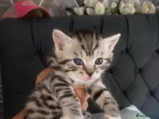 Mixed Breed cats 3 x Bengal mixed boys with unique markings/colours - Advert 6